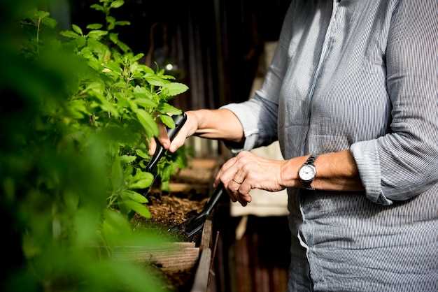 Искусство выращивания крыжовника в домашних условиях - от посадки до урожая