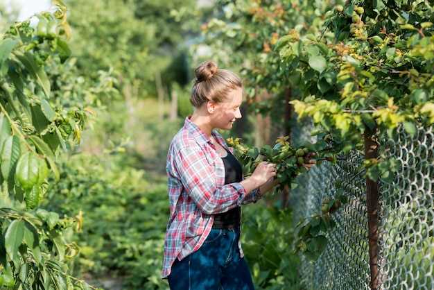 Культивация малины на балконе - ключи к урожайности для горожан