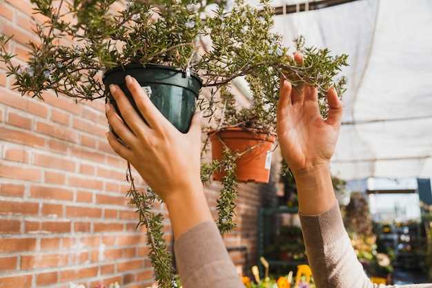 Как выращивать чернику на балконе полив и обслуживание