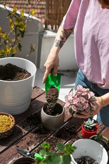 Как выращивать чернику на балконе полив и обслуживание