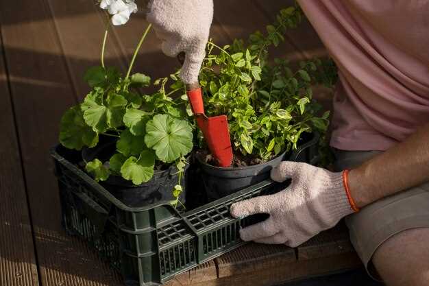 Как вырастить клубнику дома полное руководство для начинающих садоводов