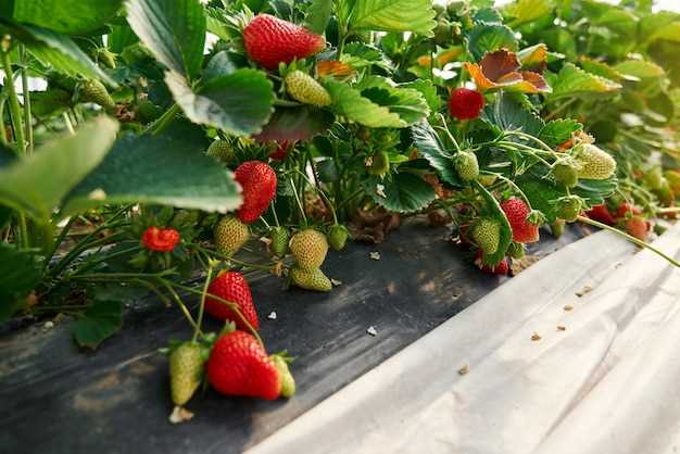 Выращивание клубники на балконе - от выбора сорта до сбора урожая