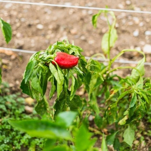 Клубника на балконе: пошаговое руководство по выращиванию ягод в горшках