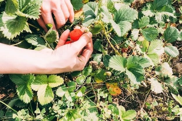 Секреты выращивания клубники в тени: пошаговое руководство для сладкого урожая