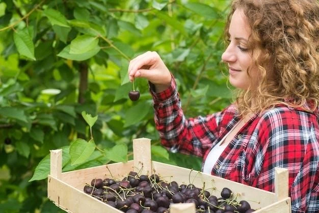 Выбор ягодных культур для контейнеров: советы по посадке и уходу