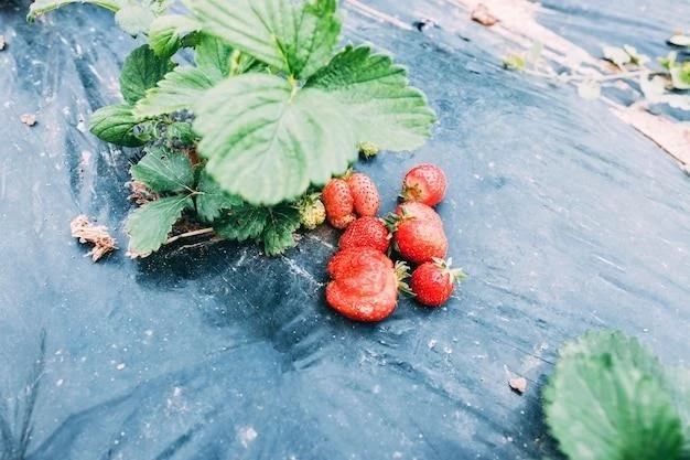 Клубника на подоконнике: пошаговое руководство по выращиванию ароматных ягод круглый год