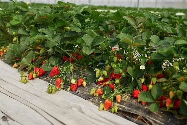 Клубничный рай на подоконнике: пошаговое руководство по выращиванию сладкой ягоды в домашних условиях
