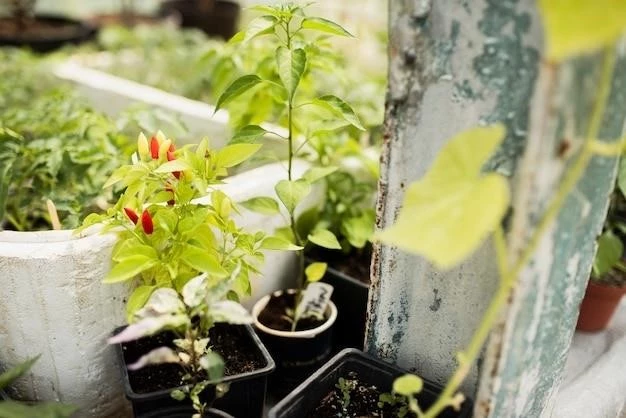 Выращивание клубники в теплице на балконе: пошаговое руководство