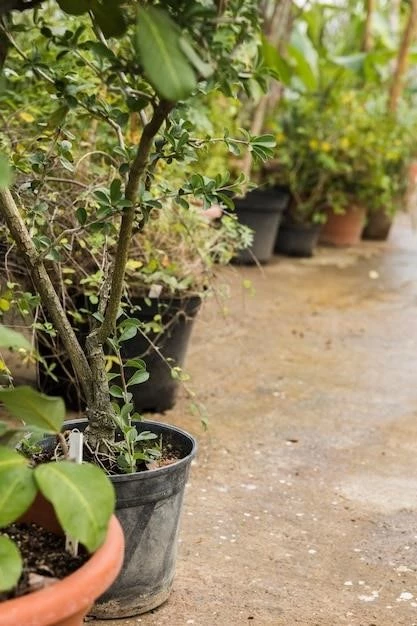 Как вырастить сладкую ежевику в подвесных горшках: советы от опытной садоводки