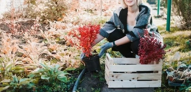 Секреты пересадки смородины в контейнере: пошаговая инструкция от опытного садовода