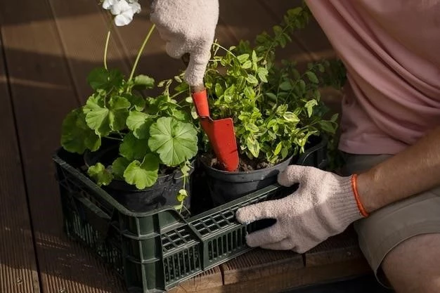 Как подкормить землянику в домашних условиях: советы от опытной садоводки