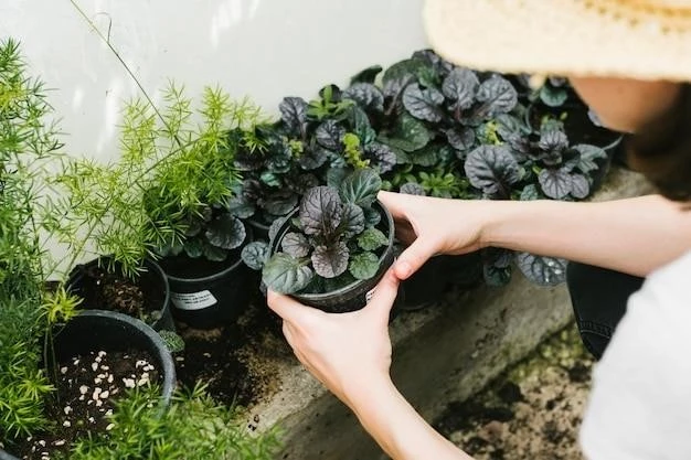 Выращивание черники в горшке: советы для начинающих садоводов