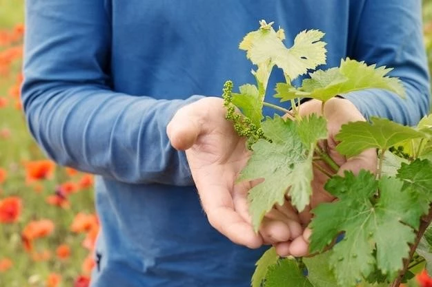 Выращивание винограда в горшках: советы и рекомендации