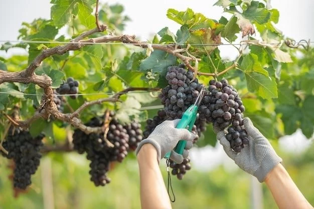 Виноград на балконе: пошаговое руководство от выбора сорта до сбора урожая
